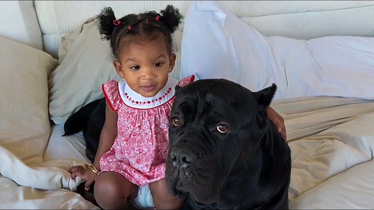 This 130lb Cane Corso Had 72 Hours to Live—Then a Little Girl Changed His Fate Forever