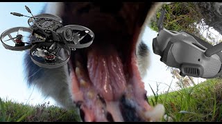 Mobula 8 DJI O3 Maiden Flight