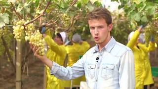 L'uva da tavola come simbolo di ricchezza