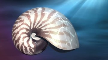 Nature by Numbers - Cristóbal Vila / Often a Bird - Wim Mertens