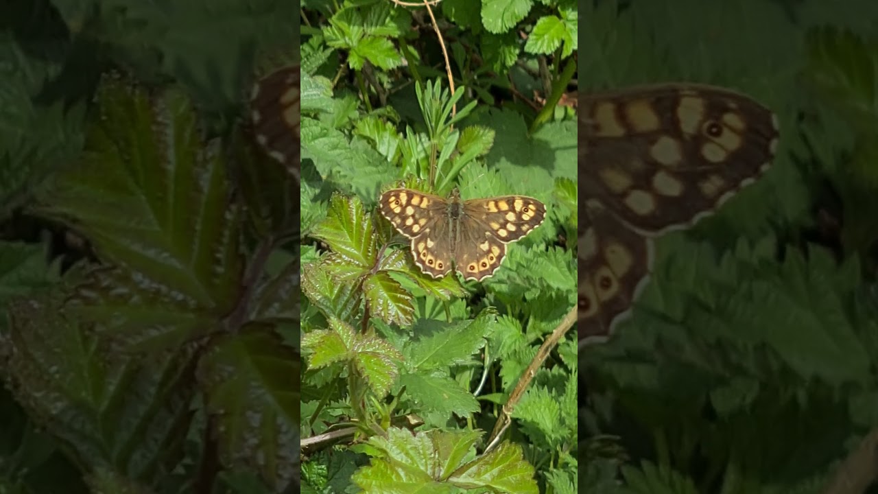 Speckled Wood butterfly and noisy Blackcap