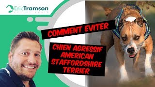 (Vidéo 2) Comment éviter un chien agressif American Staffordshire Terrier ?/ Eric Tramson