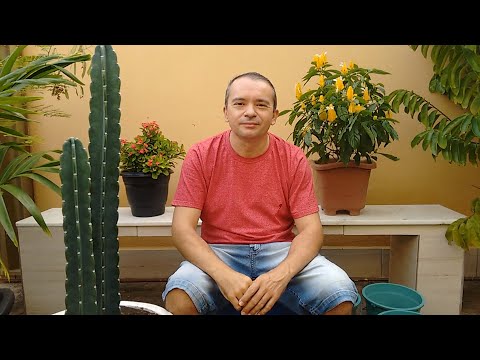 Vídeo: 3 maneiras de fertilizar plantas