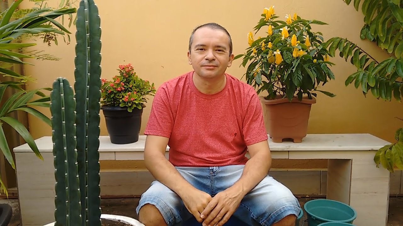 Cacto mandacaru: como podar, fazer mudas e dicas de como cuidar. Cacto mandacaru: como podar, fazer mudas e dicas de como cuidar.