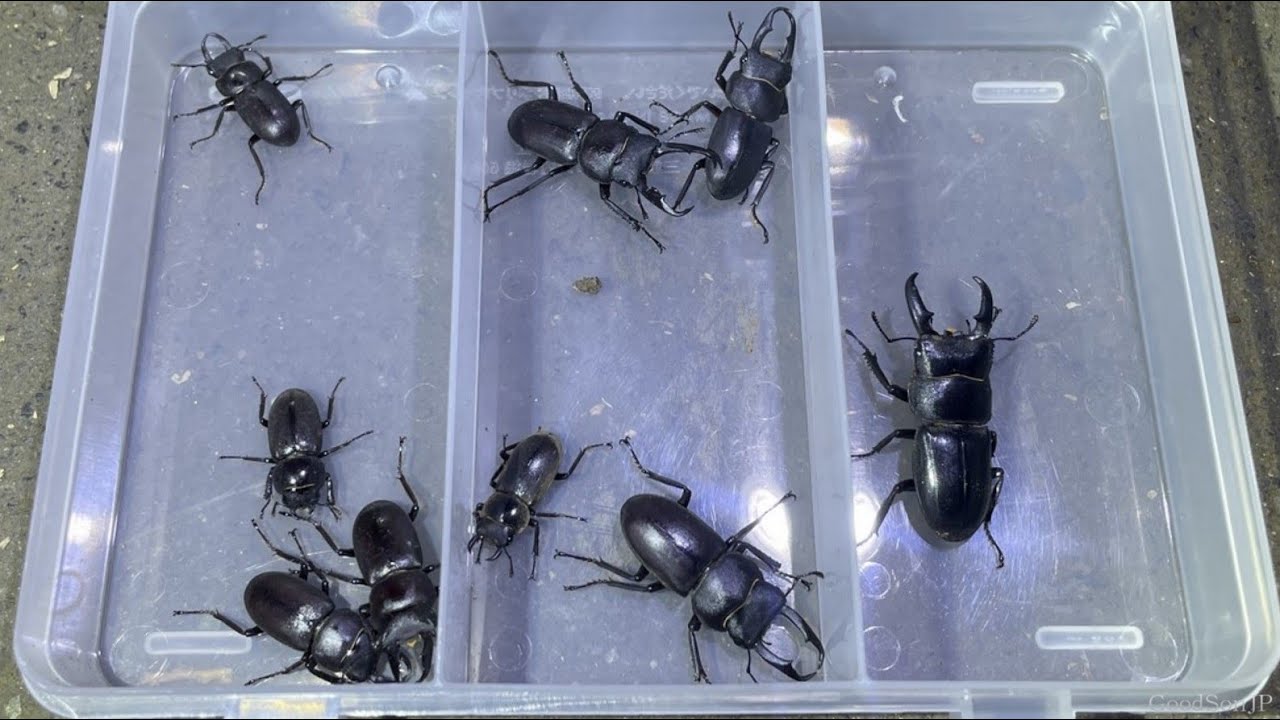 【開幕！】クワガタに会いに夜の森へ行ってみた【昆虫採集2023】