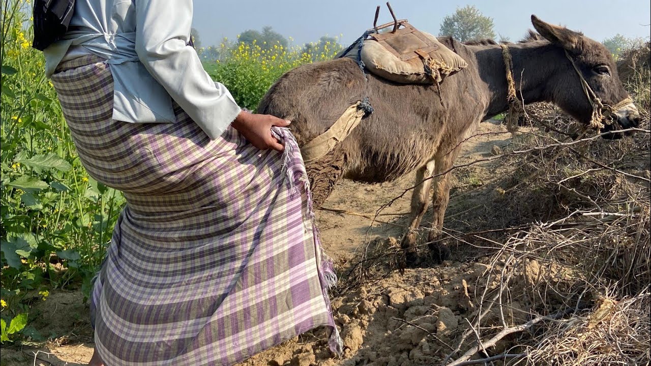 OMG DONKEY 😱🙄 wait for end 