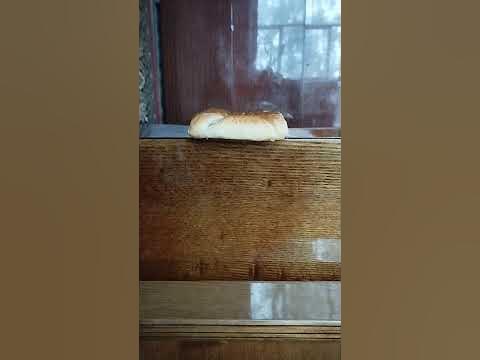 ШОК КОНТЕНТ!!!!!!! БУЛКА С СЫРОМ УПАЛА!!!!!!! - YouTube