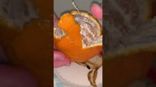 Famous Inside the Sumo Citrus #sumo #citrus #fruit Profile