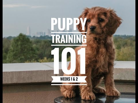 puppy-training-101:-week-1-&-2