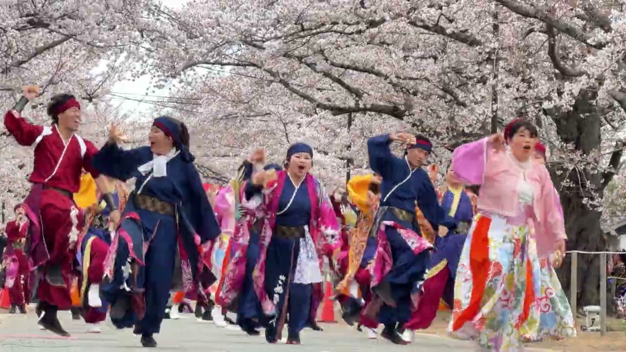 2-01 六葉～むつは～ [福島県富岡町 夜の森桜まつり2026] - YouTube