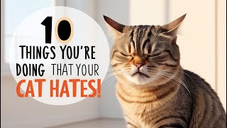 10 Things You're Doing That Your Cat Hates!