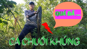 Câu cá lóc giải trí tại hàn quốc | Gặp cá lóc khủng tại hồ bỏ hoang ||  #dhtchannel