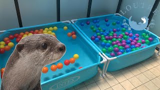【カワウソ】お風呂とプール、どっちが好き？　Otter　Which water do you like, warm or cold