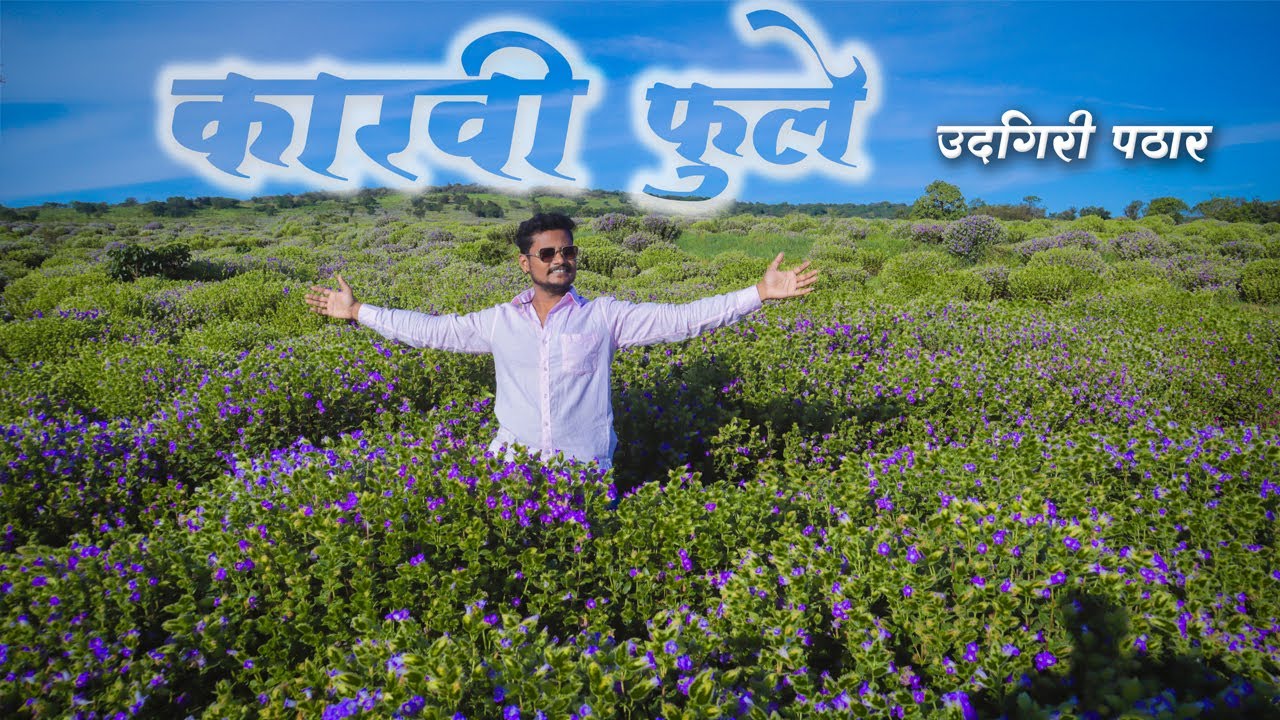 कारवी ची फुले  उदगिरी पठार  | KARAVI FLOWER 2024 | UDGIRI PATHAR | Marathi Youtuber