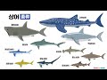 바다동물 - 포식자 상어[ 한글 ] / 자막CC[ 상어 설명글 ]