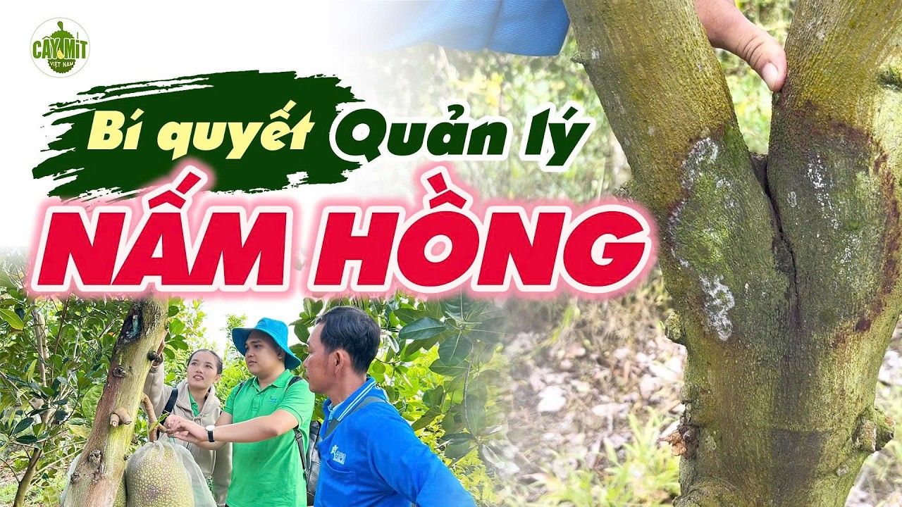 QUẢN LÝ NẤM HỒNG GIAI ĐOẠN MANG TRÁI #caymitvietnam #kythuattrongmit #caycomui #caymit #jackfruit