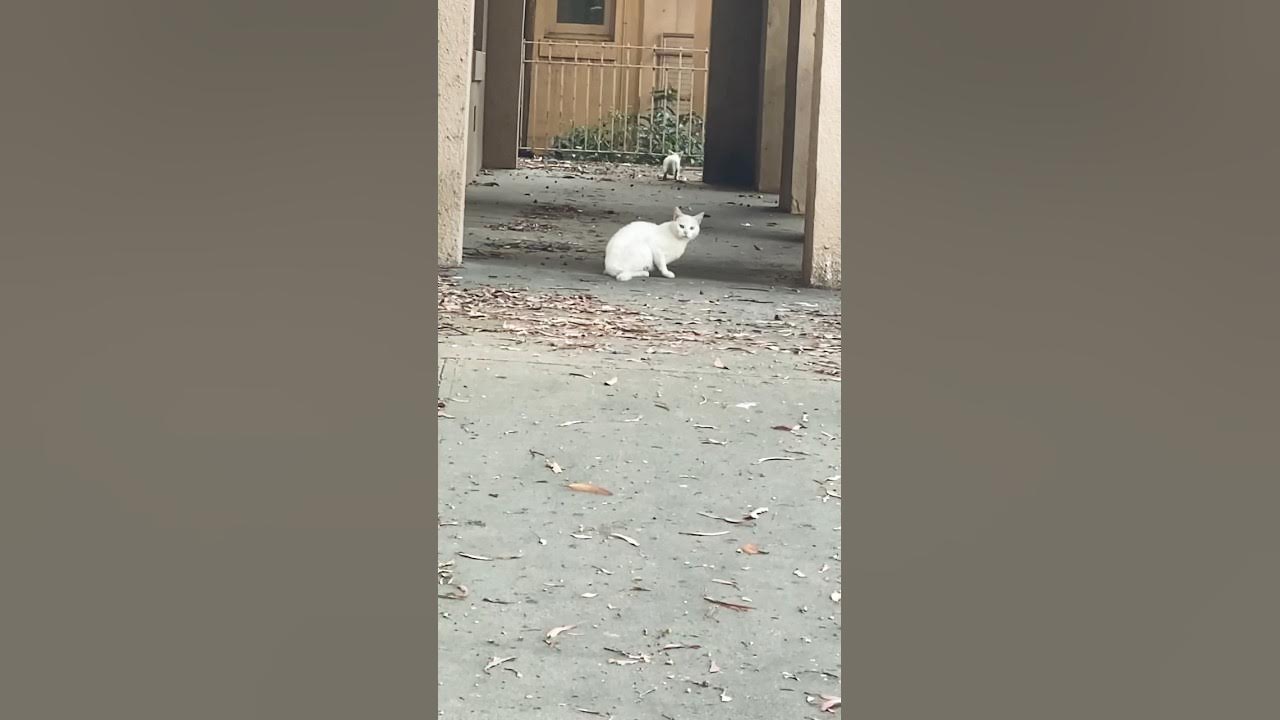 how-cats-act-when-they-see-people-they-owe-money-youtube