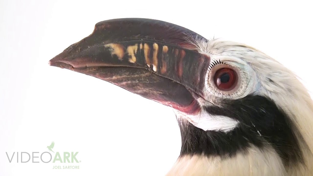 An endangered Visayan hornbill (Penelopides panini panini) at the Plzen Zoo in the Czech Republic.