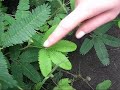 стыдливая бразильская мимоза в сухумском ботаническом саду