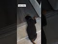 Rottweilers make good watc.ogs dogs rottweiler