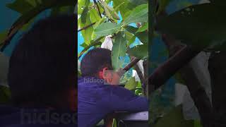 Treatment Anti Rontok Bunga Budidaya Jambu Madu Deli  #pertanian #jambumadudeli #jambu #shorts
