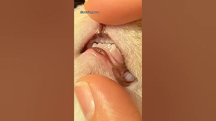 Watch the video about Baby cat teeth 🥺 why are they so tiny? #cute #britishshorthair