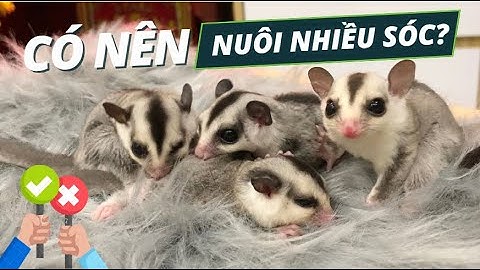 Có Nên Nuôi Nhiều Sóc Bay Úc Không?