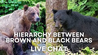 Hierarchy Between Black and Brown Bears | Explore Live Events
Watch the Live Bear Cams at Anan Creek: https://explore.org/livecams/tongass-national-forest/anan-black-bear-camera-2
See all bear cam live events: https://www.youtube.com/playlist?list=PLAnuZBl2BUgtYm8LOHmHxMseKZEavow8R
Be sure to visit and subscribe to all your favorite EXPLORE channels:
Live Cams & Highlights - @ExploreLiveNatureCams
Documentary Films - @ExploreFilms
EXPLORE is the largest live nature cam network on the planet. We bring nature to you, raw, unscripted, and unedited. Enjoy the natural world as it unfolds in real time in front of our cameras. EXPLORE.org takes you from Kenya, Africa to the riverbanks of Katmai, Alaska and everywhere in between. Hierarchy Between Black and Brown Bears | Explore Live Events