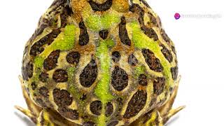 Thailand's Big Cats: Tigers, Leopards, and Clouded Leopards #animal2024 #wildlife