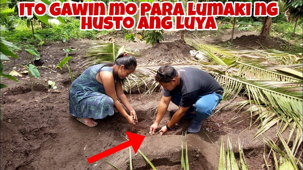 Paano Magtanim at Mapalaki ang Laman ng Luya?