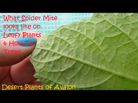 What Do Spider Mites Look Like On Houseplants