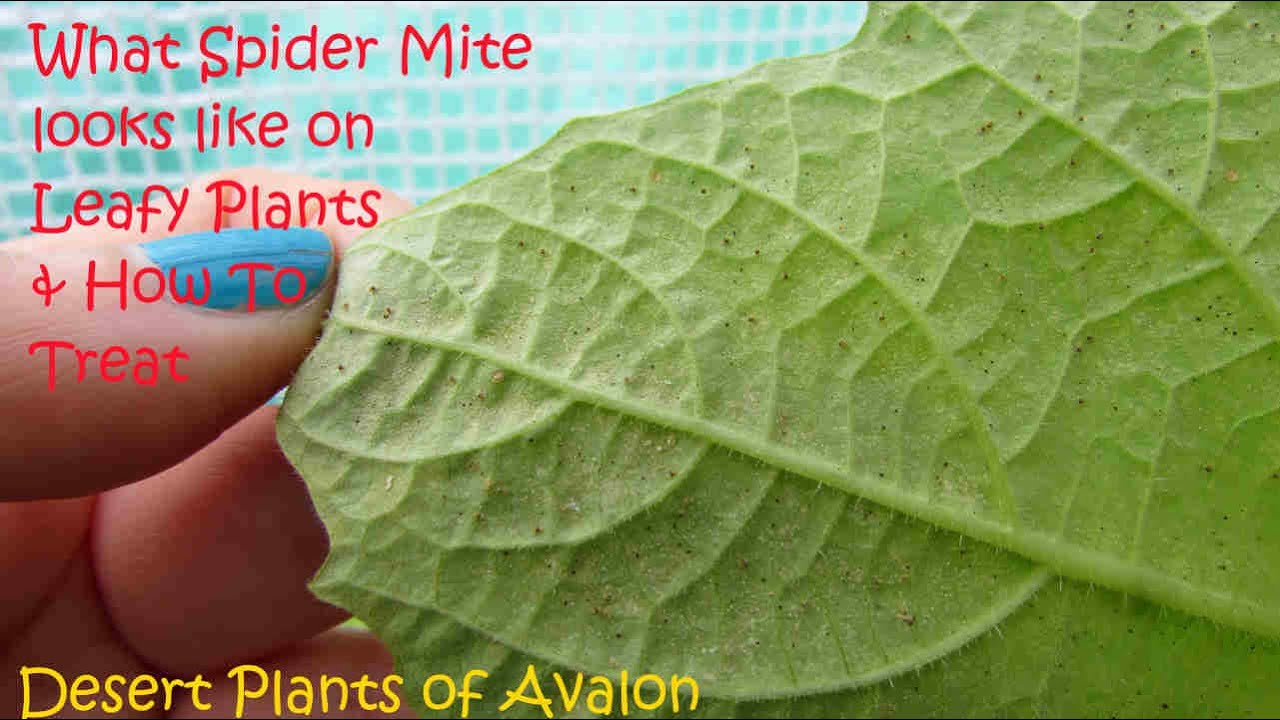 SPIDER MITE ON PLANTS, WHAT IT LOOKS LIKE & HOW TO TREAT 