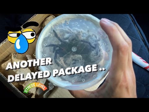 Video: Kuidas hoolitseda Tarantula eest