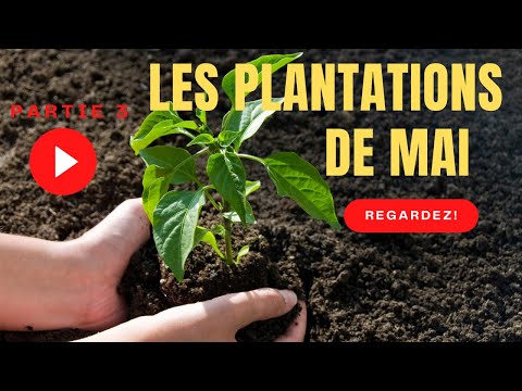 Les plantations de mai au potager au nord
