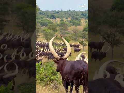 Ankole Watusi Cattle Ankolewatusi Africa Didyouknow 