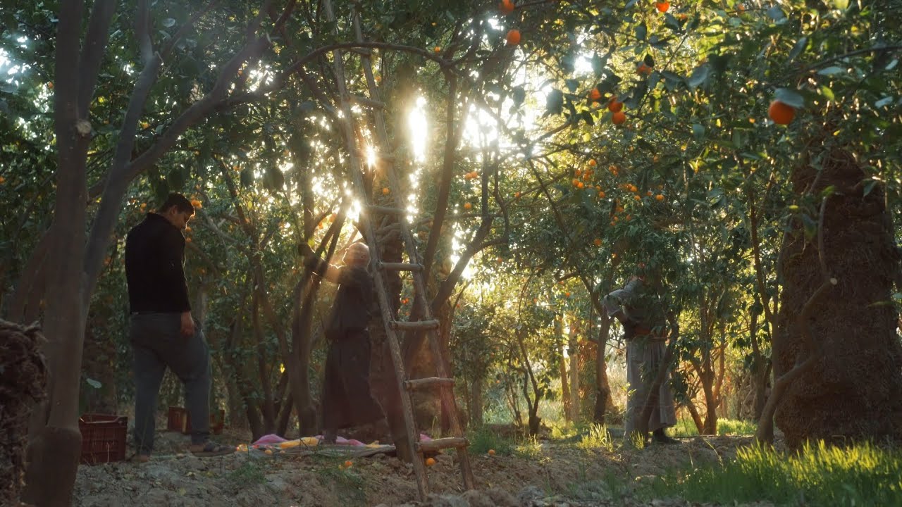 موسم حصاد الحُمضيات في الهويدر ـ ديالى