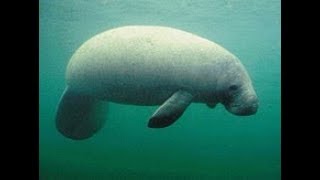Facts: The Manatee
