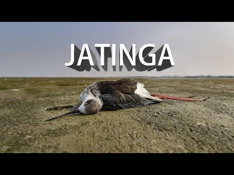 Video: Fågelfall I Den Indiska Jatinga-dalen - Alternativ Vy