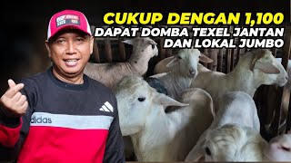 Download Lagu Harga Domba Texel Jantan dan Lokal Jumbo 1,1 Jt MP3
