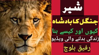 شیر جنگل کا بادشاہ کیوں اور کیسے بنا؟سبق آموز ویڈیو۔۔رفیق بلوچ