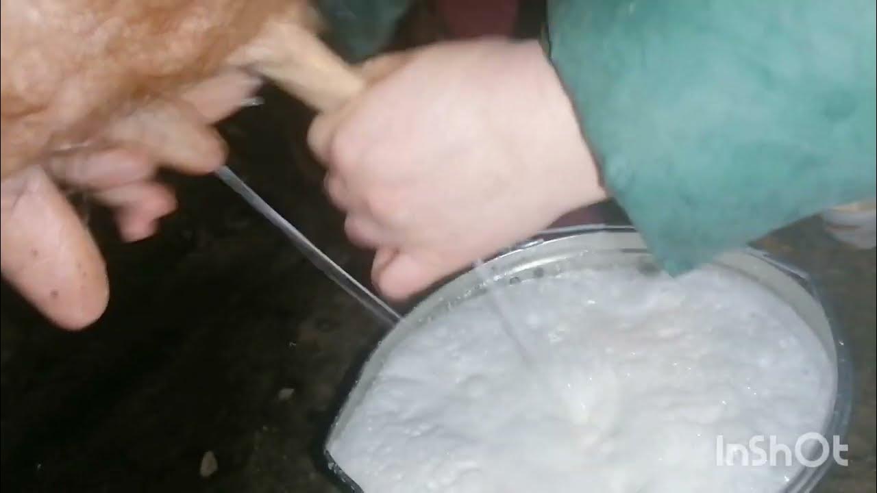 Утренняя ручная дойка коровы 🐄 - YouTube