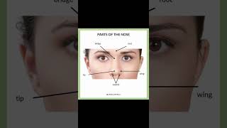 Parts of the Nose | Nose👃Parts in English | Nose Parts Names | human nose parts #nose #viral