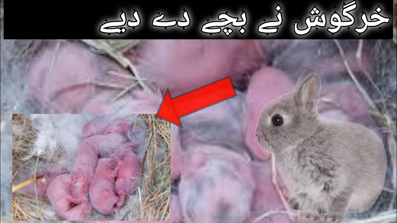 Khargosh k chota chota bacha 😛😛| Rabbit baby day 2 | Satti Vlogs - YouTube