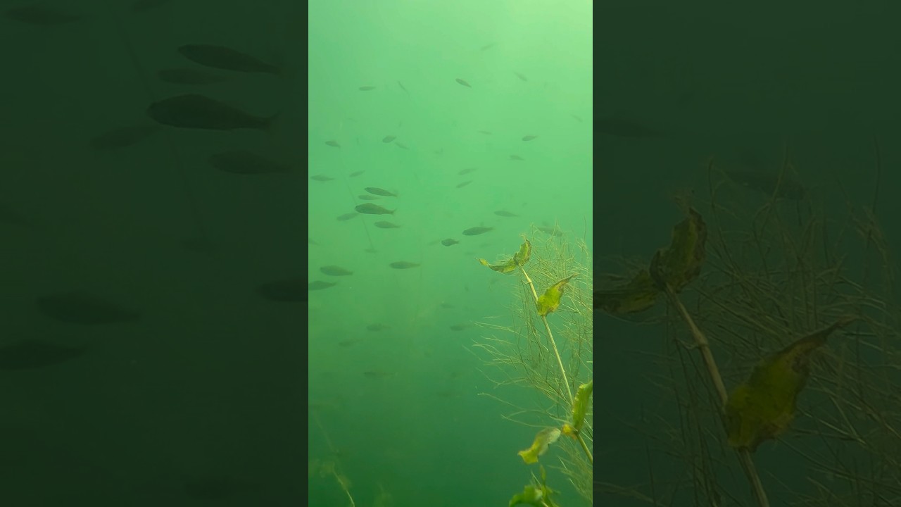 Beautiful School of Fish in Lake Pend Oreille!