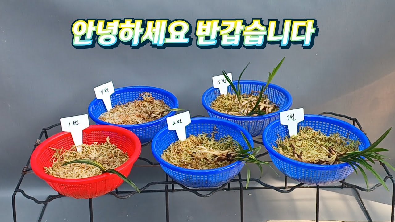 3월11일(수요일)이쁜 종자목들 만나보세요 