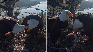 FOBBV Eagles 🦅 Shadow brings FEEESH 🦈 Jackie's happy 😋 Stick fixes, sparkles \& mating 🌞 2024 Apr 30