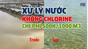 Phương Án Xử Lý Nước Ao Tôm KHÔNG CẦN CLO - Chi Phí Chỉ 500đ/m³, Nước Trong Tới Đáy
