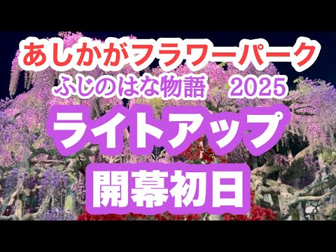 【あしかがフラワーパーク】2025年4月19日〜ふじのはな物語　2025〜ライトアップ開幕の様子　栃木県足利市