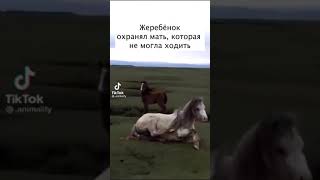 Жеребёнок охранял обезноженную маму👍👍👍