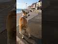 Doglife Funnydog Dogprank Cutedog Dogmeme Puppylove Doggo Funnypets Petlovers Dogsoftiktok Dogvideo